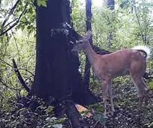 deer fart