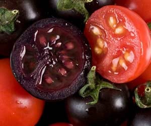 purple tomato