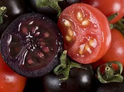 purple tomato