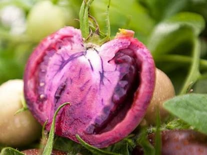 purple tomato
