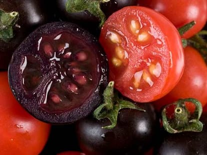 purple tomato