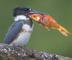 kingfisher caught a big fish