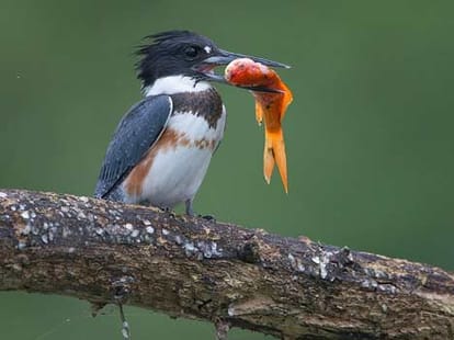 kingfisher caught a big fish
