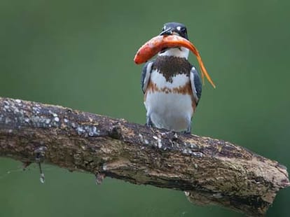 kingfisher caught a big fish