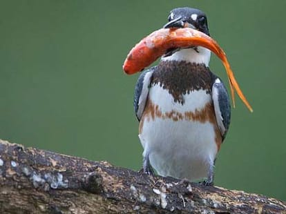 kingfisher caught a big fish