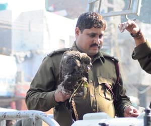 People calls fire brigade for vulture