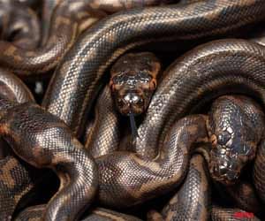 python coming to city but why?