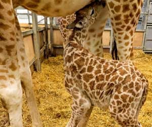 baby giraffe is born