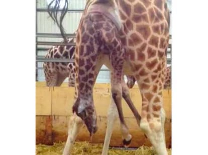 baby giraffe is born