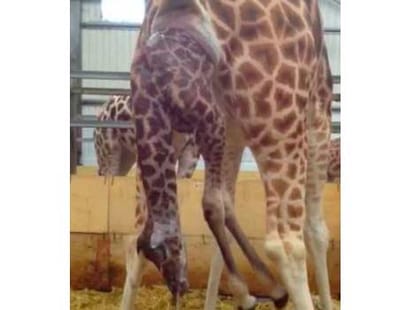 baby giraffe is born