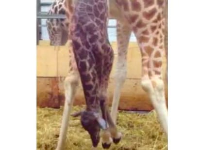 baby giraffe is born