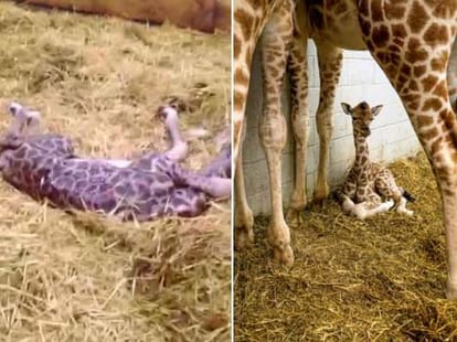 baby giraffe is born