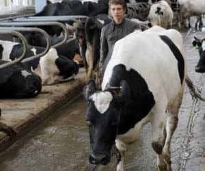 cows_cause_methane_blast
