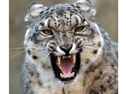 panther lost in meerut