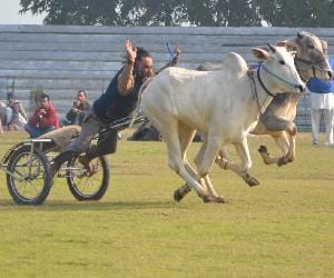 killa, raipur, gramin, khel, olympic