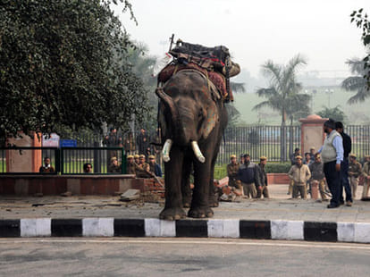 elephant anger in delhi