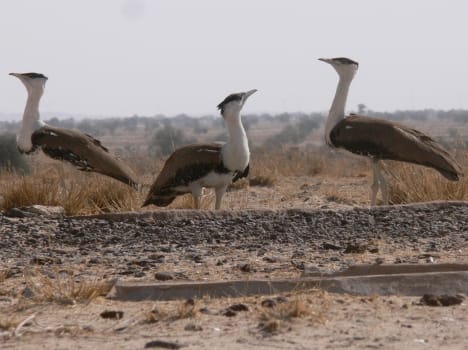 endangered bird