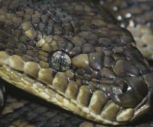 400 python found in home