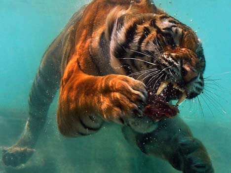 stpf organised for tiger reserve