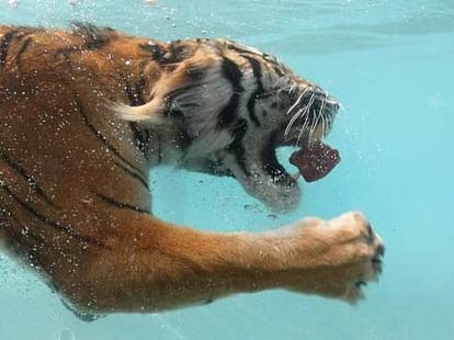 tiger in pond