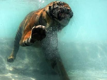 tiger in pond