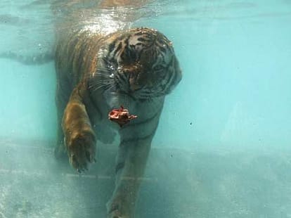 tiger in pond