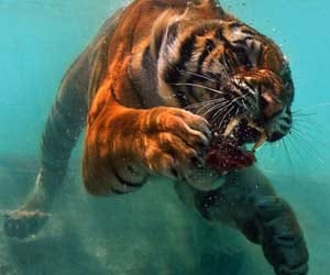 tiger in pond