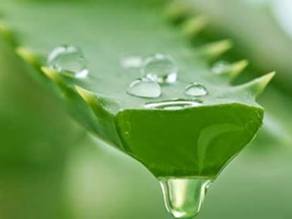 hair loss remedies and tips