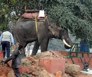 The elephant raging on the Rajghat