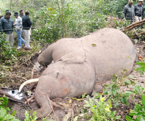 elephant fights
