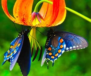 butterfly park at lucknow zoo