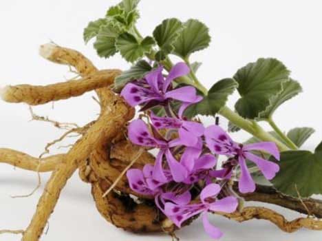 geranium herb can treat aids