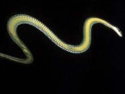 flying snakes in india