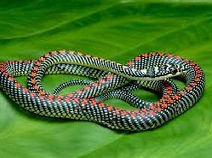 man forces wife to have have sex with snake