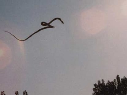 theft in many states by showing snake and mongoose drama