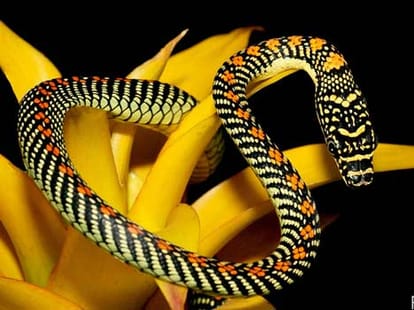 man forces wife to have have sex with snake