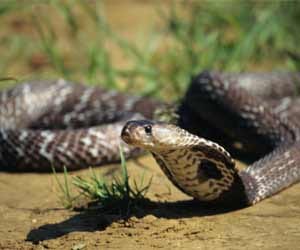 Student's death from snake bite