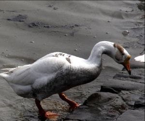 sukhna lake polluted