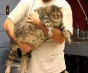 Meatball The Cat Weighs 36 Pounds