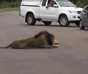 lion roared on tourists