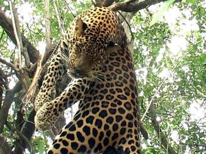 Panther killed in Hapur