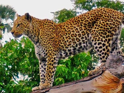 Panther killed in Hapur