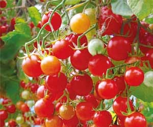 New tomato variety that yields 19 kg a plant