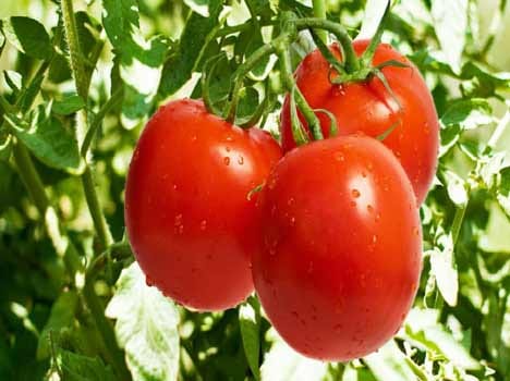 tomatoes can give you body odour