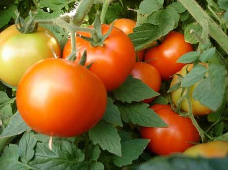 price hike in vegetables
