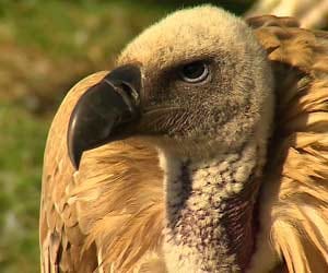death of vultures