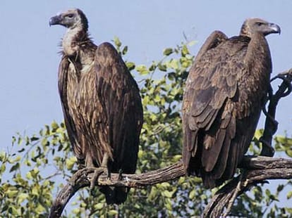 vultures_surprising_fact