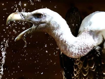 vultures_surprising_fact