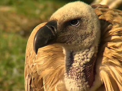 vultures_surprising_fact