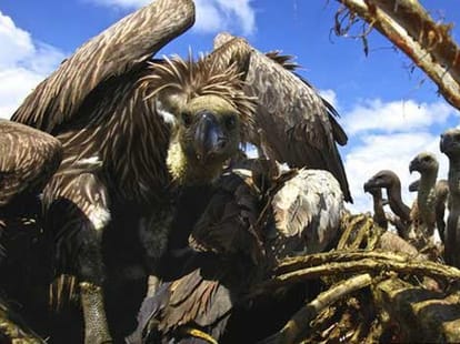 vultures_surprising_fact